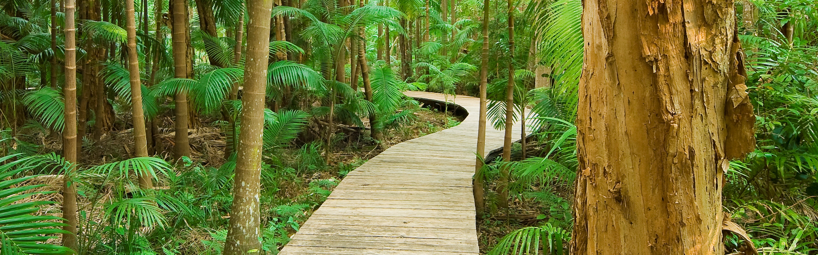 c8bee37b-ccad-4106-8462-6742779d22bd-Rainforest boardwalk_DY06099.jpg