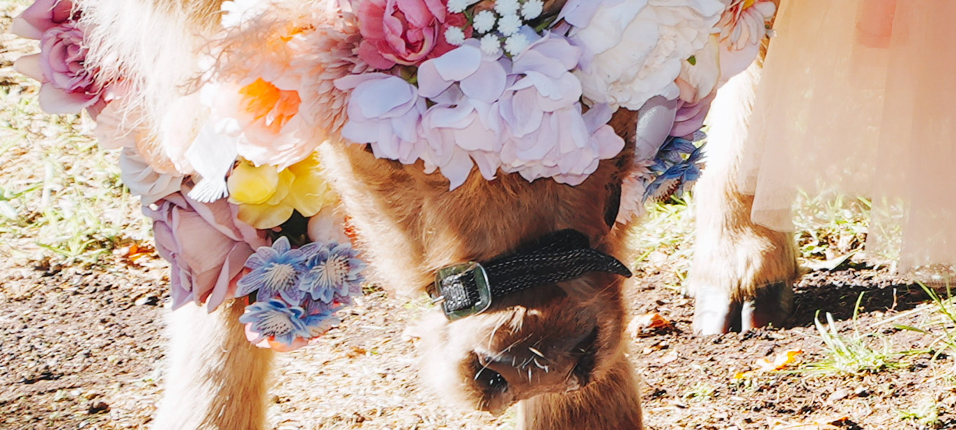 Farmyard Wedding Waiters SupplierHero Wedding Services