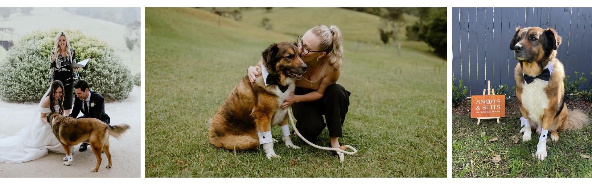 Snoots and Suits - Wedding Pet Chaperone SupplierHero Wedding Services