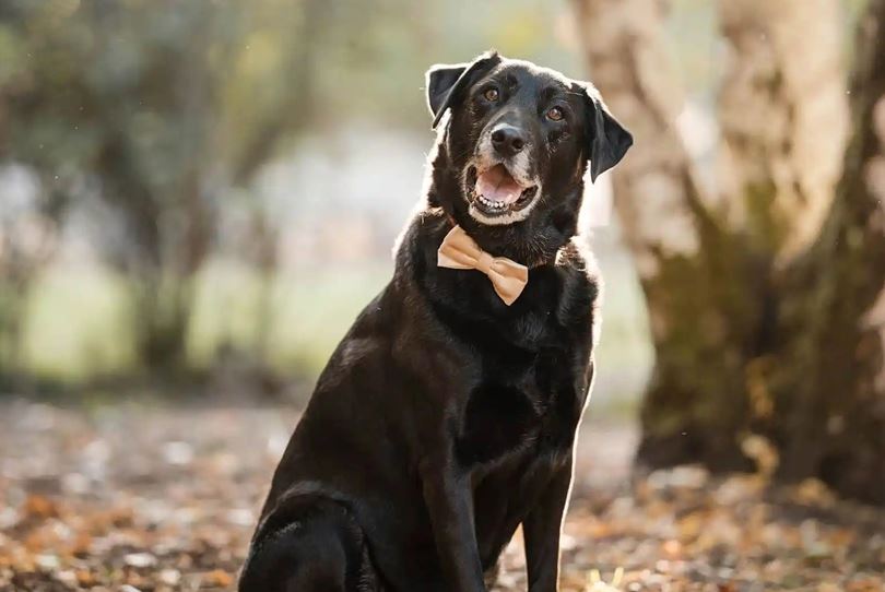 Sven Studios SupplierProfileLive Wedding Photography